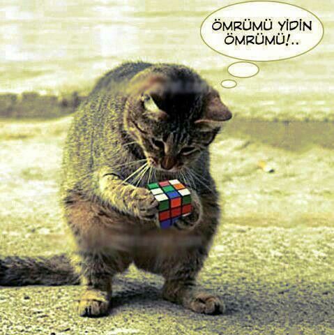 İlk buluşmada ıstakoz yemeye götüren erkekten olur mu?