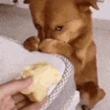 Tiremisu mu frambuazlı cheesecake mi?
