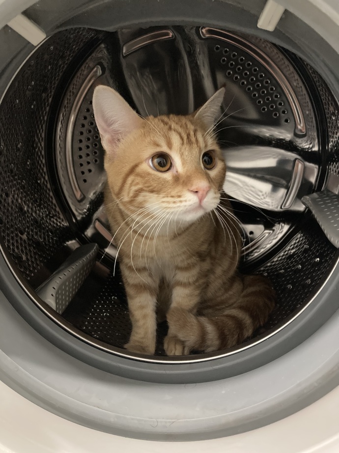 Bugün, Dünya kedi günü kediler hakkında ne düşünüyorsun?