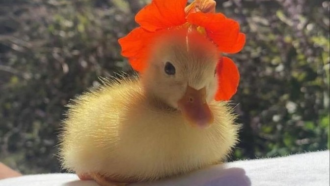 Bir hayvan olsanız ne olurdunuz, diyeyim mi?
