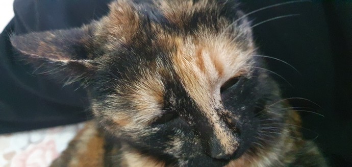 Bugün 17  Şubat  dünya kediler günü, kediler sever misiniz?