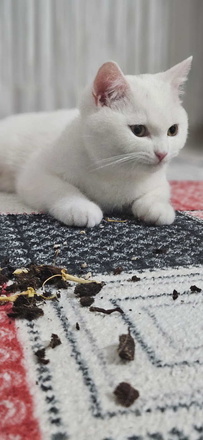Cok seviyorum şu resimde çiçeğimi devirdi toprak yedi ama kıyamadım iste