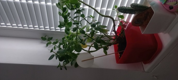Kalanchoe bitkisinin bakımı nasil olmalı?