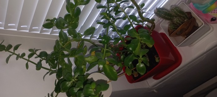 Kalanchoe bitkisinin bakımı nasil olmalı?