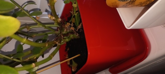 Kalanchoe bitkisinin bakımı nasil olmalı?
