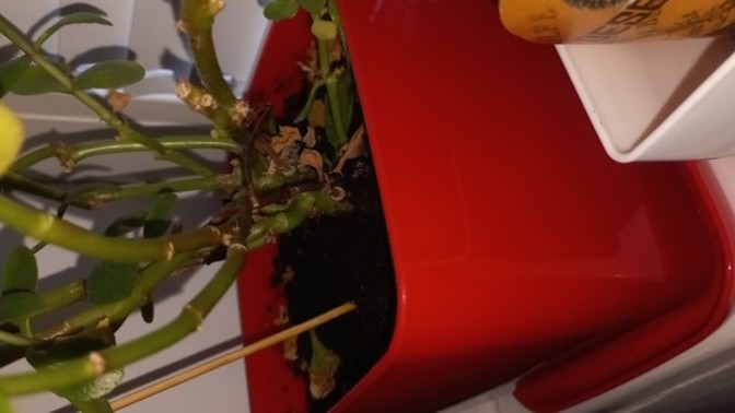 Kalanchoe bitkisinin bakımı nasil olmalı?
