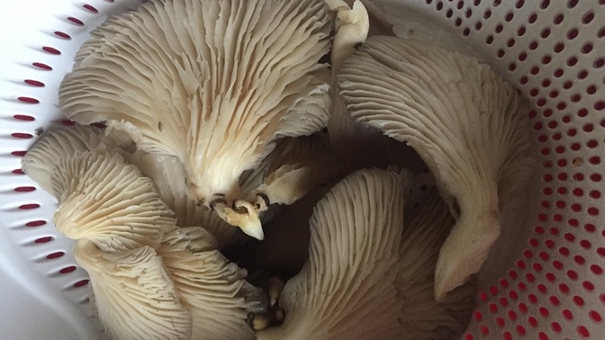 İstiridye mantarı en iyi nasıl pişirilir?
