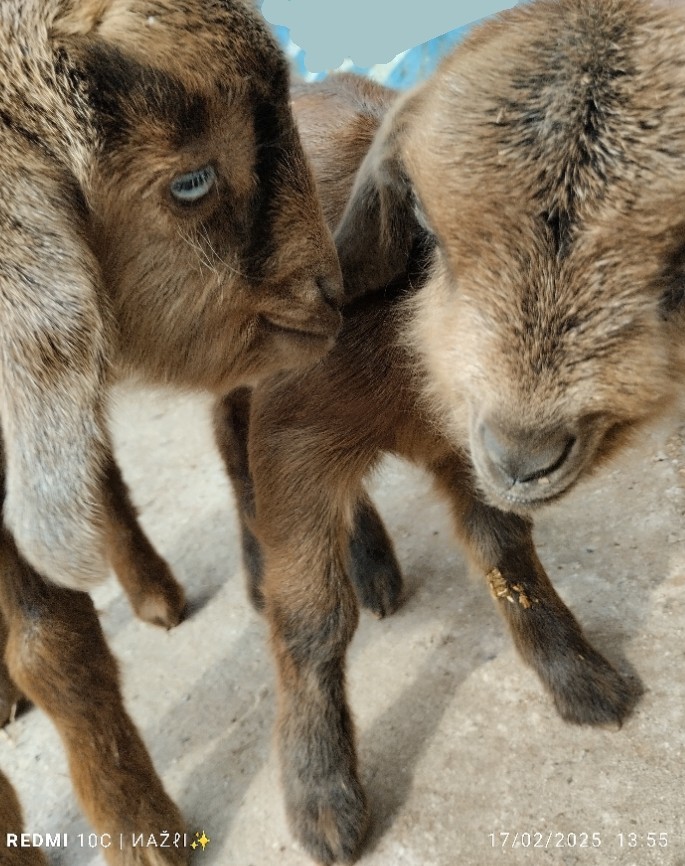 🐏🐱🐶💓