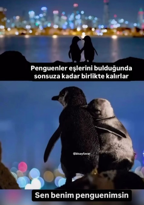 Sizler de buldunuz mu pengueninizi?