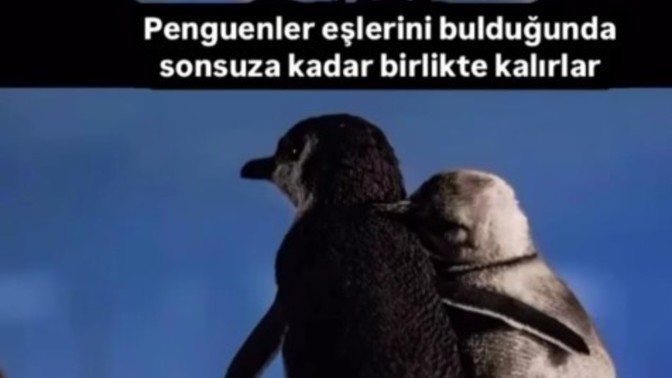 Sizler de buldunuz mu pengueninizi?