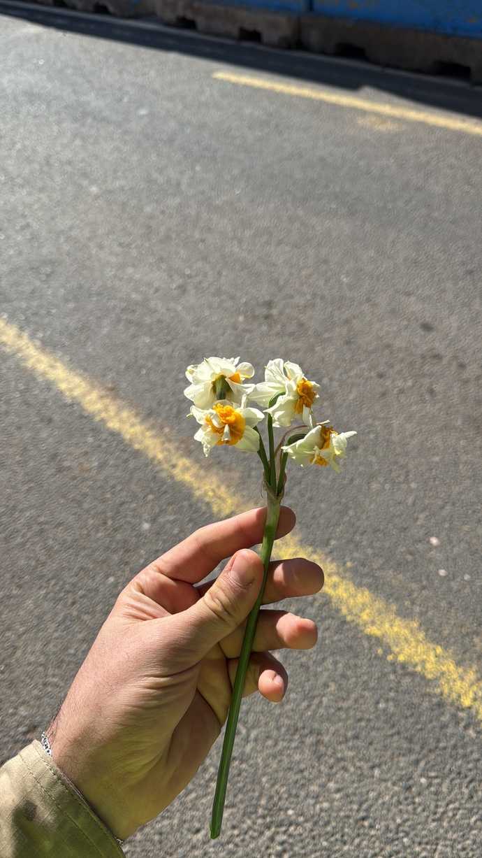 🌺