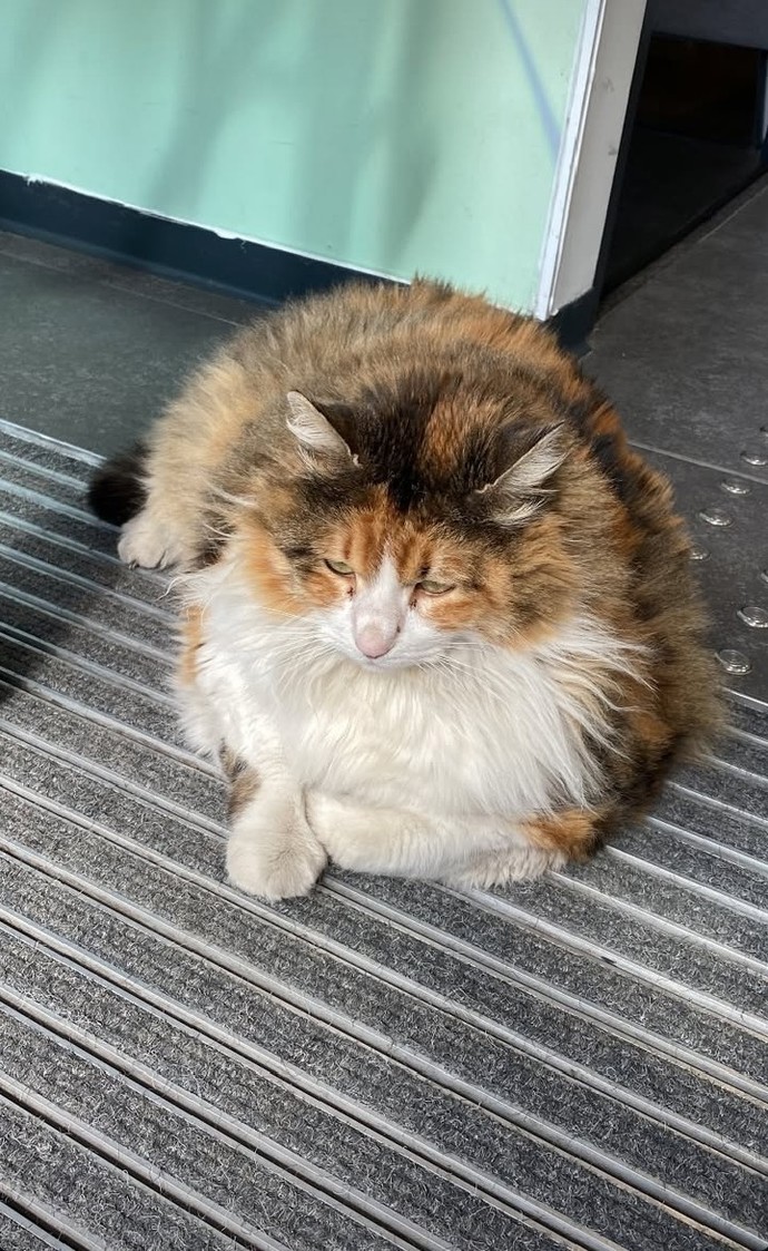 Sizinde modunuz bu kedi gibi mi?