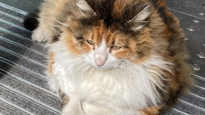 Sizinde modunuz bu kedi gibi mi?