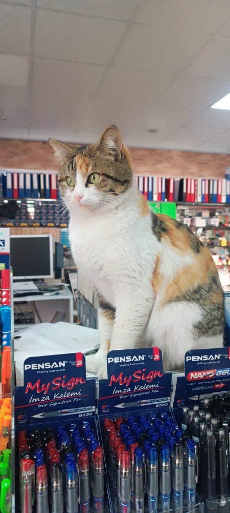 Kedim tam bir güzellik abidesi değil mi?