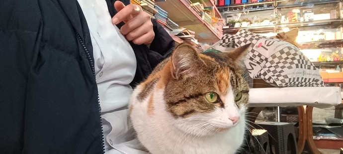 Kedim tam bir güzellik abidesi değil mi?