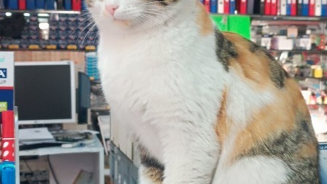 Kedim tam bir güzellik abidesi değil mi?