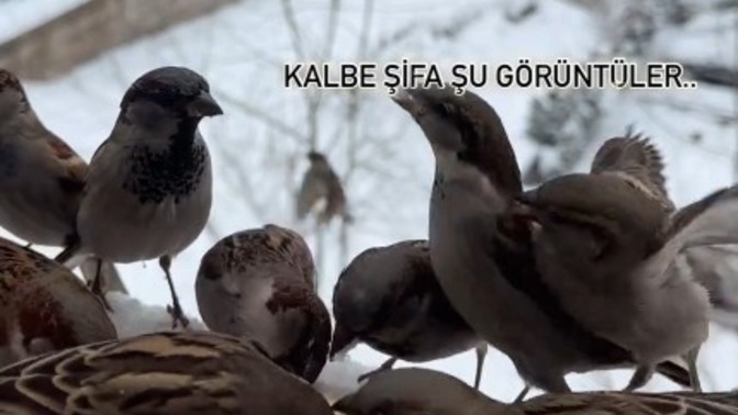 Hafta sonu planınız ne?