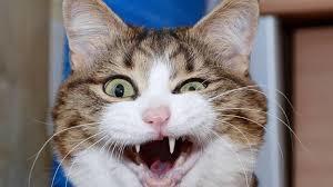 Bir kedi sürekli camıma geliyor?