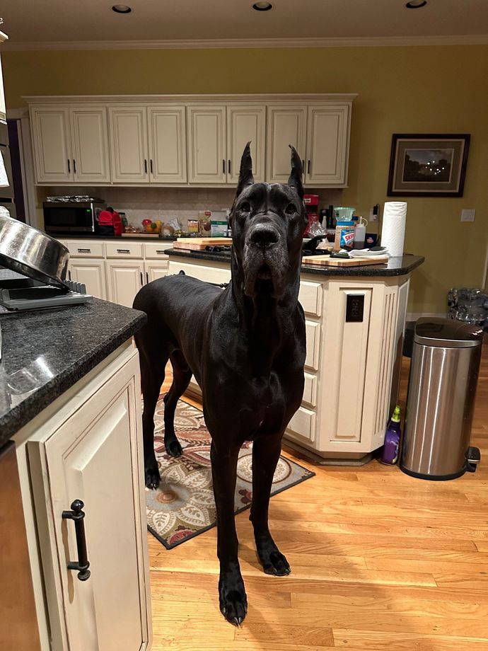 Böyle bir köpeğiniz olsun ister miydiniz?