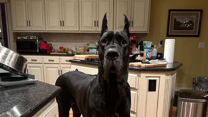 Böyle bir köpeğiniz olsun ister miydiniz?
