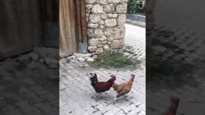 Kadın dediğin naif , kibar mülaim olmalı bizimkiler dövüş horozu gibi mübarek her an hazırlar öyle değil mi 🤣?