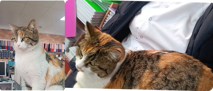 Kediniz sizi görünce neler yapıyor?