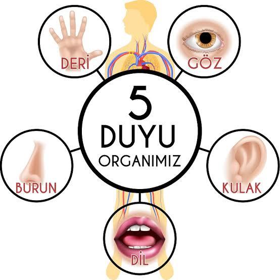 5 Duyu organınızdan birini feda etmeniz istenseydi. Sevdiğiniz için hangisini feda ederdiniz?