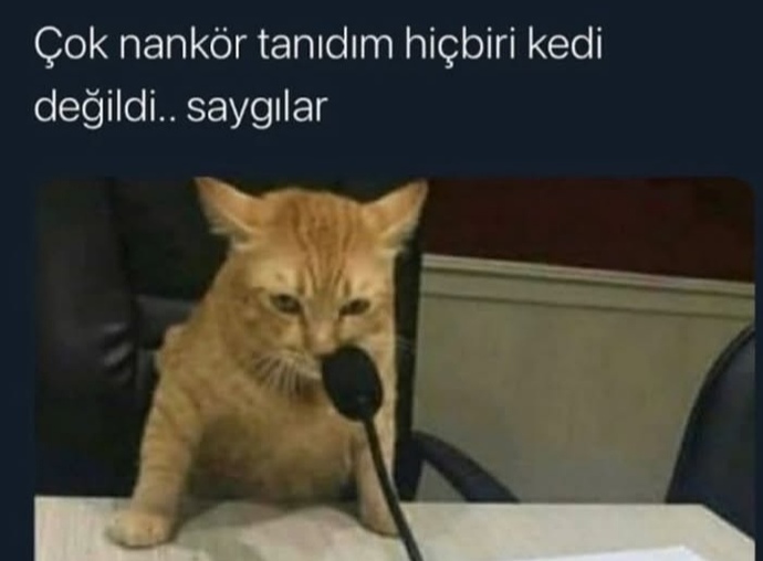Kediler mi, nankör insanlar mı?
