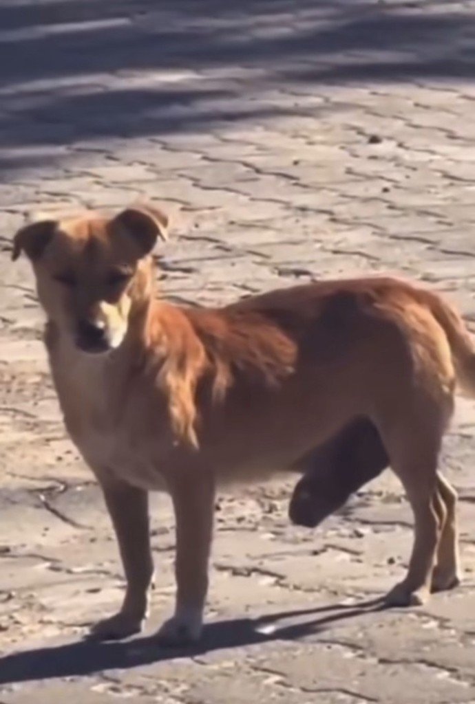 Bu köpeğin cinsi ne bilen var mı?
