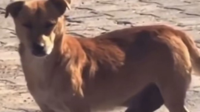Bu köpeğin cinsi ne bilen var mı?