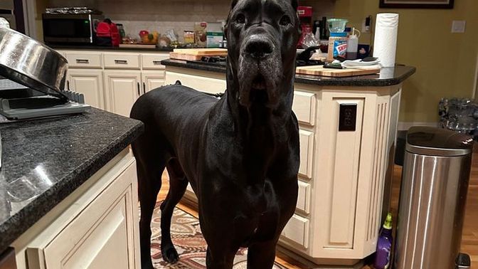Bu köpek senin olsa ismini ne koyardın?