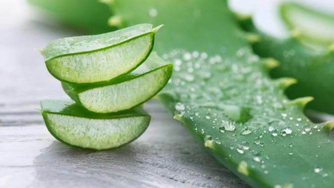Aloe vera sivilcelere gerçekten iyi geliyor mu, yoksa tamamen bir efsane mi?