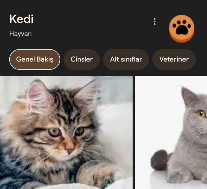 Arkadaşlar hemen bunu yapın; Googlea kedi yazın?