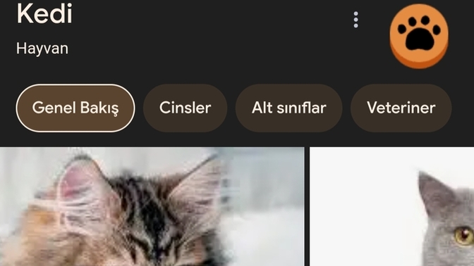 Arkadaşlar hemen bunu yapın; Google'a kedi yazın?
