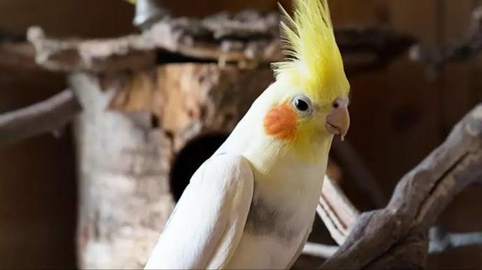 sultan papağanı mı