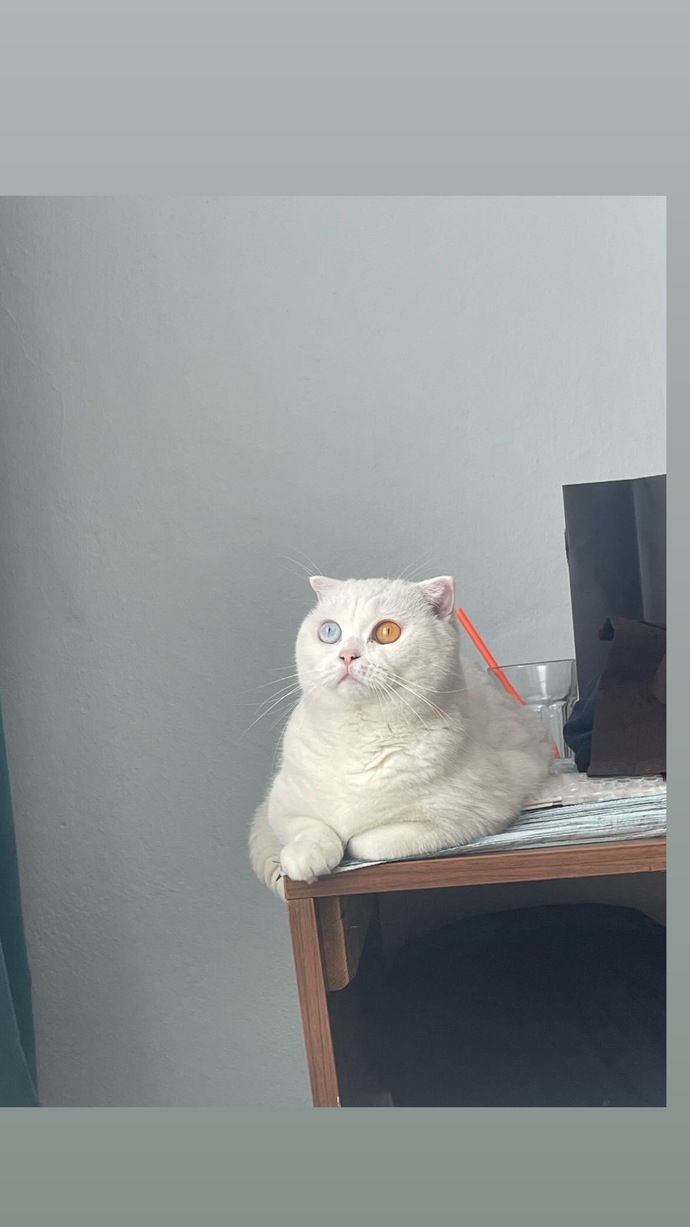 2 yaşındaki kedi başka bi eve alışır mı?