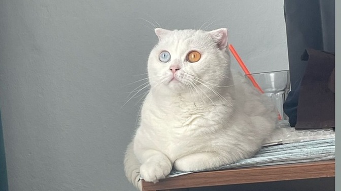 2 yaşındaki kedi başka bi eve alışır mı?