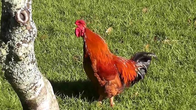 İstanbul Esenyurt’ta bir kadın ile bir horoz arasındaki acımasız kavga sosyal medyada gündem oldu! Hiç başınıza geldiği oldu mu?