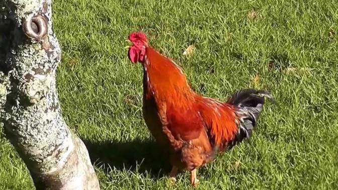 İstanbul Esenyurt’ta bir kadın ile bir horoz arasındaki acımasız kavga sosyal medyada gündem oldu! Hiç başınıza geldiği oldu mu?