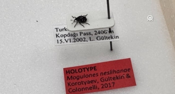 Erzurumda keşfettiği böceğe eşinin adını verdi literatüre girdi! Eşiniz böyle bir şey yapsa ne tepki verirdiniz?
