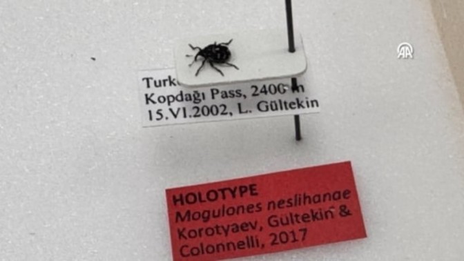 Erzurum'da keşfettiği böceğe eşinin adını verdi literatüre girdi! Eşiniz böyle bir şey yapsa ne tepki verirdiniz?