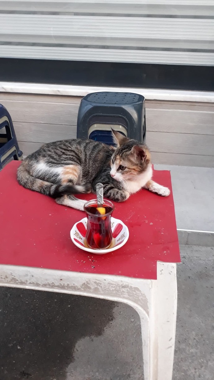 Kedilerin olmadığı bir masa var mı?