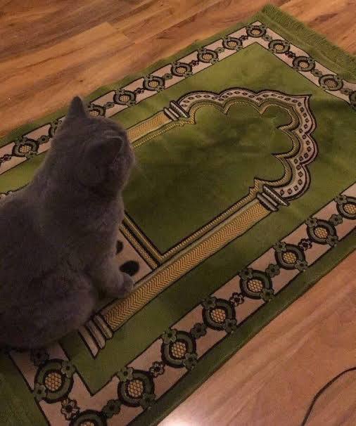 Kedilerin olmadığı bir masa var mı?
