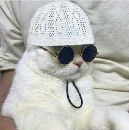 Kedilerin olmadığı bir masa var mı?