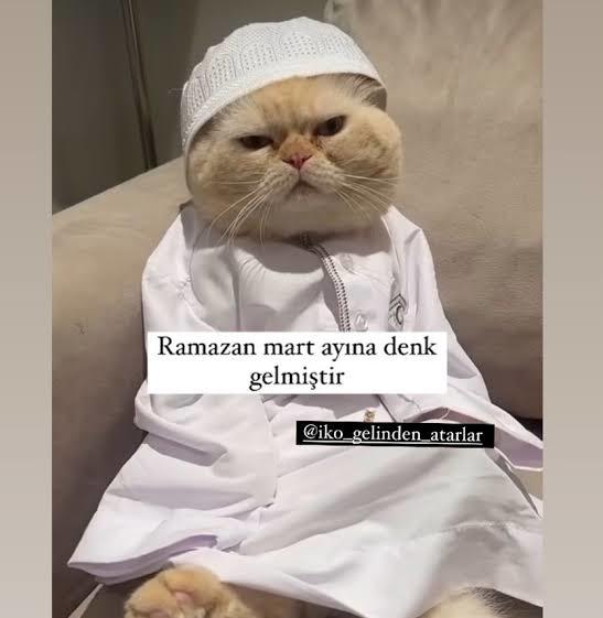 Bir gün bir kedi sahipleniyorsun yumuşacık yatak ve sonsuz sevgi veriyorsun, bir sabah uyandığında kedi... ?