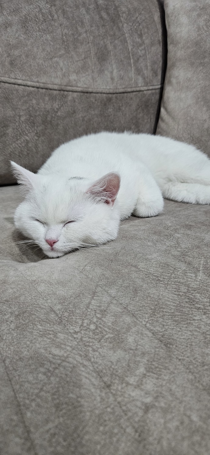 Bu soru ve cevabı minik kedim alice ithaf ediyorum 😅