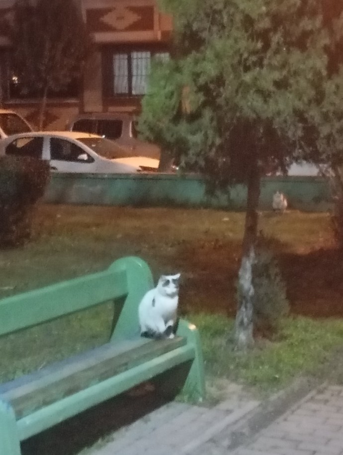 Bu kedy ne/ neyi bekliyor?