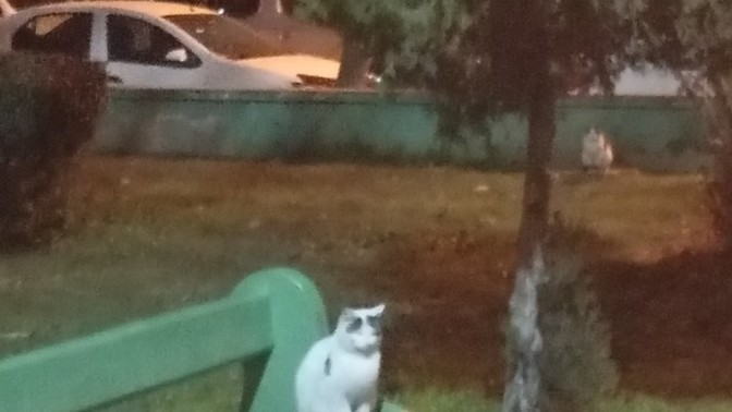 Bu kedy ne/ neyi bekliyor?