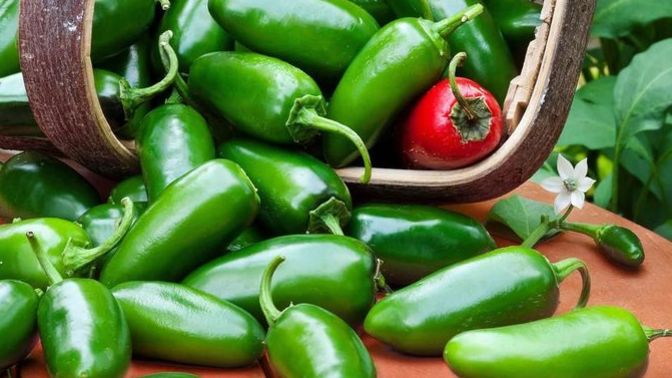 Jalapeno biber hiç yediniz mi?