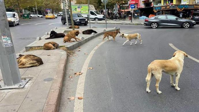 Hayvanların canının insan canından daha kıymetli olduğunu düşünür müsünüz?